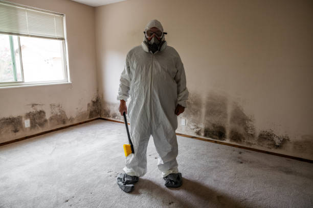 Environmental Consulting for Mold Prevention in Daly City, CA